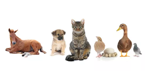 fotolia-48372602-xs.51.6360de7140801