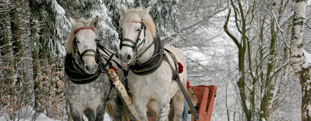 Pferdeschlitten im Schnee